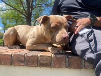 Pit Bull Terrier Dogs Available for Adoption in Rowlett, Texas - EVEREST | PetCurious