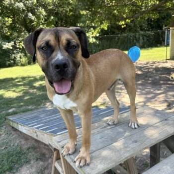 Rescue Bullmastiff and Boxer Dogs for Adoption in Saluda, Virginia - Tyson | PetCurious