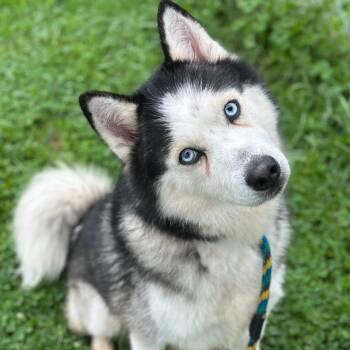 Micah -  Siberian Husky Dog for Adoption in Philadelphia, Pennsylvania - Micah | PetCurious