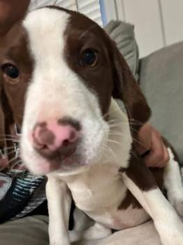 Beagle Dogs Available for Adoption - Carmella | PetCurious