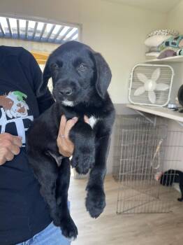 Boo -  Labrador Retriever and Terrier Dog for Adoption in San Diego, California - Boo | PetCurious