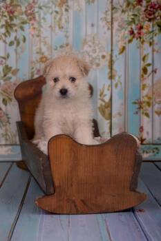 Husky and Miniature Poodle Dogs Available for Adoption in Whitestown, Indiana - Cheddar | PetCurious