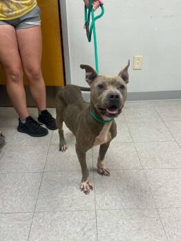 Brioche -  Staffordshire Bull Terrier Dog for Adoption in Sorrento, Louisiana - Brioche | PetCurious