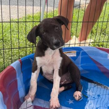 Hammy -  Black Labrador Retriever and Shepherd Dog for Adoption in Duck River, Tennessee - Hammy | PetCurious