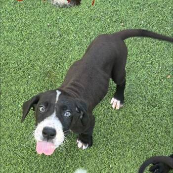 Dashiell 0774 -  Great Dane Dog for Adoption in Loxahatchee Groves, Florida - Dashiell 0774 | PetCurious
