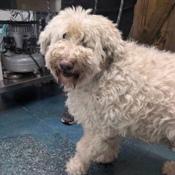 Standard Poodle Dogs Available for Adoption - CHARLIE | PetCurious