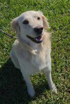 Golden Retriever Dogs Available for Adoption - Tucker | PetCurious