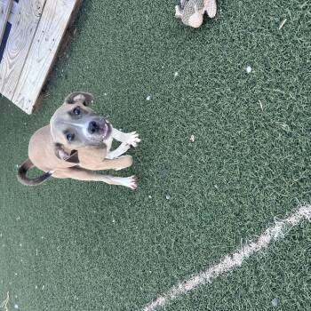 Louise -  Hound and Pit Bull Terrier Dog for Adoption in Blanchard, Oklahoma - Louise | PetCurious