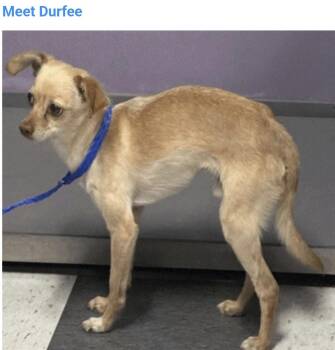 Durfee -  Chihuahua and Italian Greyhound Dog for Adoption in Salt Lake City, Utah - Durfee | PetCurious