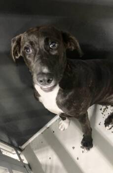 Tori -  Plott Hound Dog for Adoption in Manning, South Carolina - Tori | PetCurious