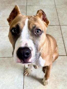 Pit Bull Terrier Dogs Available for Adoption in Minneapolis, Minnesota - Dakota FKA Oda | PetCurious