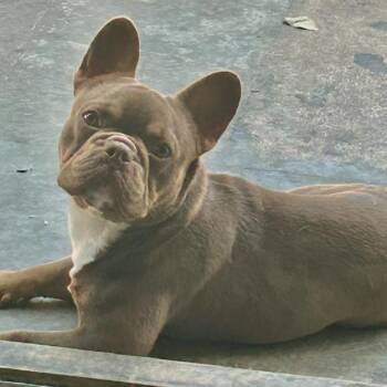 French Bulldog Dogs Available for Adoption in Idaho Falls, Idaho - Bacon | PetCurious