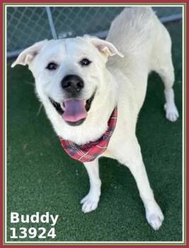 Rescue Labrador Retriever Dogs for Adoption in Marietta, Georgia - Buddy (56) | PetCurious