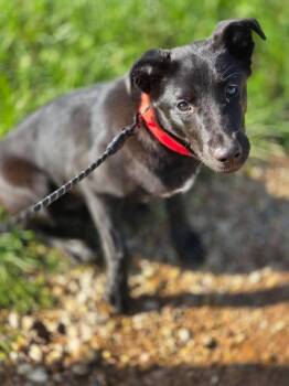 Labrador Retriever and Mixed Breed Dogs Available for Adoption in Saugus, Massachusetts - Guppy Girl | PetCurious