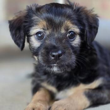 Marie (Coming Soon) -  Chihuahua Dog Available for Adoption in Bonifay, Florida - Marie (Coming Soon) | PetCurious