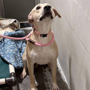 JJ -  Labrador Retriever and Pit Bull Terrier Dog for Adoption in Evansville, Indiana - JJ | PetCurious