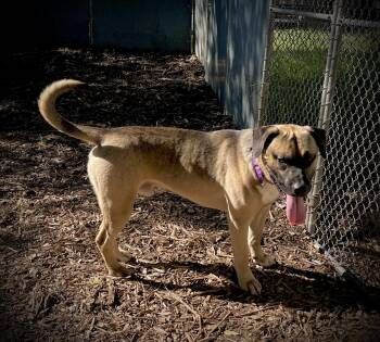 Japanese Akita Dogs Available for Adoption in San Andreas, California - Bubba | PetCurious