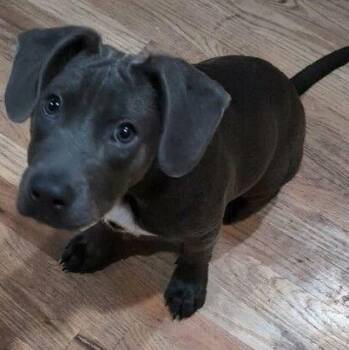 Rescue Black Labrador Retriever Dogs for Adoption in Denver, Colorado - Pewter | PetCurious