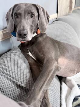 Weimaraner Dogs Available for Adoption - Millie 1225 | PetCurious
