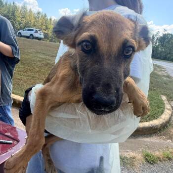 Tessa -  Mixed Breed Dog for Adoption in Corinth, Mississippi - Tessa | PetCurious