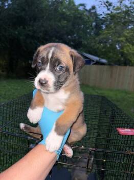 American Staffordshire Terrier Dogs Available for Adoption in San Antonio, Texas - DREW | PetCurious