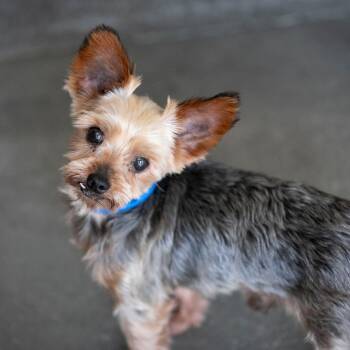 Ron (AG26-100) -  Yorkshire Terrier and None Dog for Adoption in Peyton, Colorado - Ron (AG26-100) | PetCurious