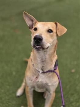 JARREL -  American Staffordshire Terrier Dog for Adoption in San Antonio, Texas - JARREL | PetCurious