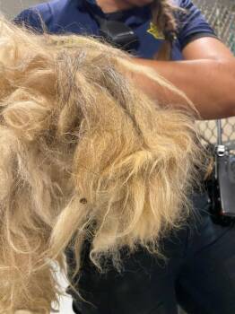 SKEETER -  Maltese Dog for Adoption in Quincy, California - SKEETER | PetCurious