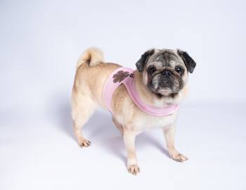 Rescue Pug Dogs for Adoption in Gardena, California - Snubble | PetCurious