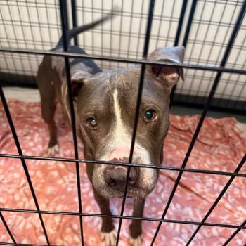 Wally -  Pit Bull Terrier Dog for Adoption in Austin, Texas - Wally | PetCurious
