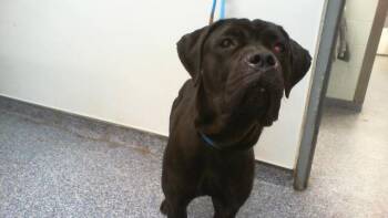 A1267074 -  Cane Corso Dog for Adoption in Charlotte, North Carolina - A1267074 | PetCurious