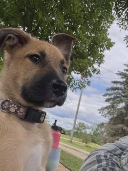 Waffle-I26036 -  German Shepherd Dog Dog for Adoption in Anoka, Minnesota - Waffle-I26036 | PetCurious