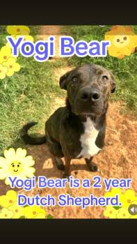 Dutch Shepherd Dogs Available for Adoption - Yogi Bear | PetCurious