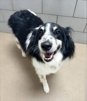 Pumpkinhead -  Mixed Breed Dog for Adoption in Nashville, Tennessee - Pumpkinhead | PetCurious