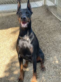 Revyn -  Doberman Pinscher Dog for Adoption in Lacon, Illinois - Revyn | PetCurious