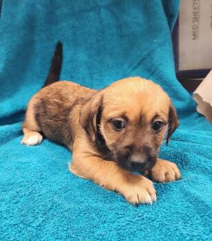 Rescue Chihuahua Dogs for Adoption in Kennewick, Washington - Marley | PetCurious