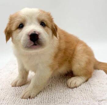 Leo -  Australian Shepherd and Mixed Breed Dog for Adoption in Bowling Green, Kentucky - Leo | PetCurious