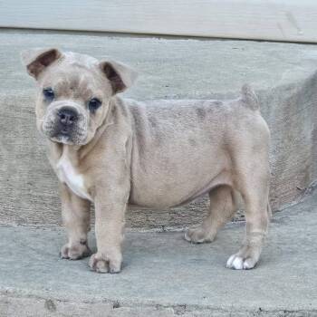 Miracle Whip (Whippy) -  Bulldog Dog for Adoption in Grafton, Ohio - Miracle Whip (Whippy) | PetCurious
