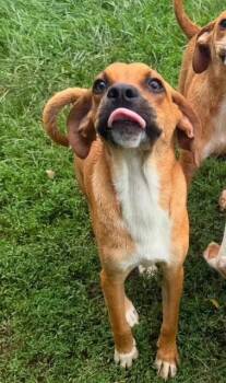 Pumbaa available 7/22 -  Terrier Dog for Adoption in Elmsford, New York - Pumbaa Available 7/22 | PetCurious
