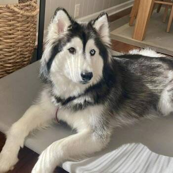 Rescue Siberian Husky Dogs for Adoption in Hurricane, Utah - Kloe | PetCurious