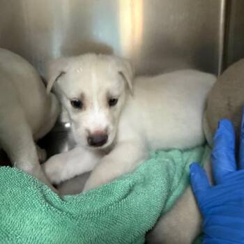 Lois -  Labrador Retriever and Husky Dog for Adoption in Pasadena, California - Lois | PetCurious