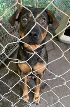 Spud -  German Shepherd Dog and Mixed Breed Dog for Adoption in Saint Clairsville, Ohio - Spud | PetCurious