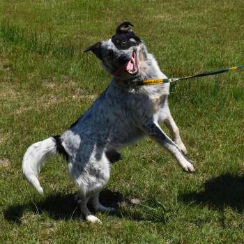 Australian Cattle Dog Blue Heeler Dogs Available for Adoption in Searcy, Arkansas - Winston | PetCurious