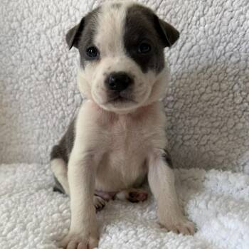 October (Mama August Calendar Litter) -  Labrador Retriever and Pit Bull Terrier Dog for Adoption in Carmel Hamlet, New York - October (Mama August Calendar Litter) | PetCurious