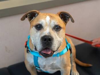 CHANCE -  Pit Bull Terrier and Mixed Breed Dog for Adoption in Martinez, California - CHANCE | PetCurious