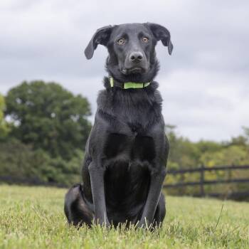 Bear -  Mixed Breed Dog for Adoption in Franklin, Tennessee - Bear | PetCurious