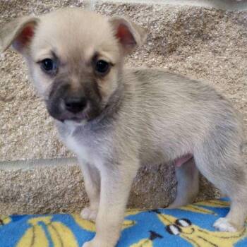 Terrier Dogs Available for Adoption in Beaumont, Texas - Timber | PetCurious