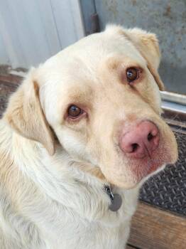 Hugo -  Yellow Labrador Retriever Dog for Adoption in Peru, Illinois - Hugo | PetCurious