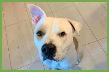 Bruce -  Boxer and American Bulldog Dog for Adoption in Amherst, Massachusetts - Bruce | PetCurious