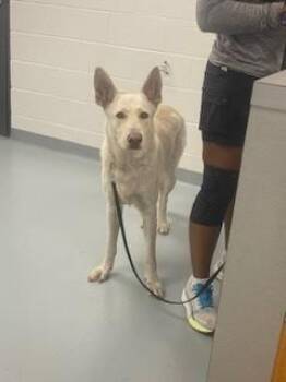 German Shepherd Dog Dogs Available for Adoption in St. Cloud, Florida - MORO | PetCurious